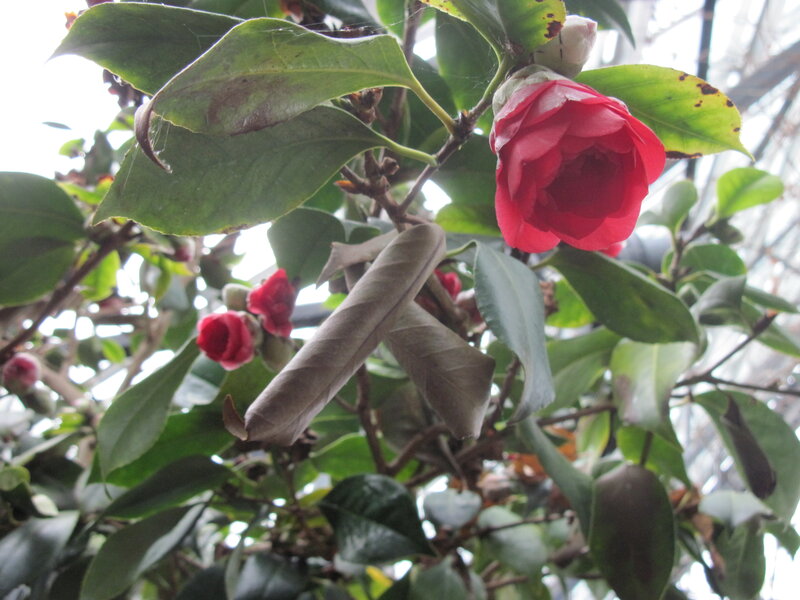 Red Camellia Flower — Natural