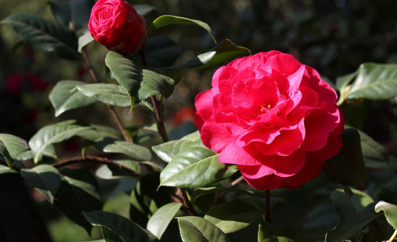 Red Camellia Flower — Serene, Afternoon, Photograph, Bud