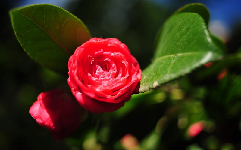 Red Camellia Flower — Serene, Afternoon