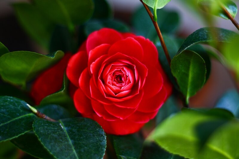 Red Camellia Flower — Serene, Photograph, Green Leaves