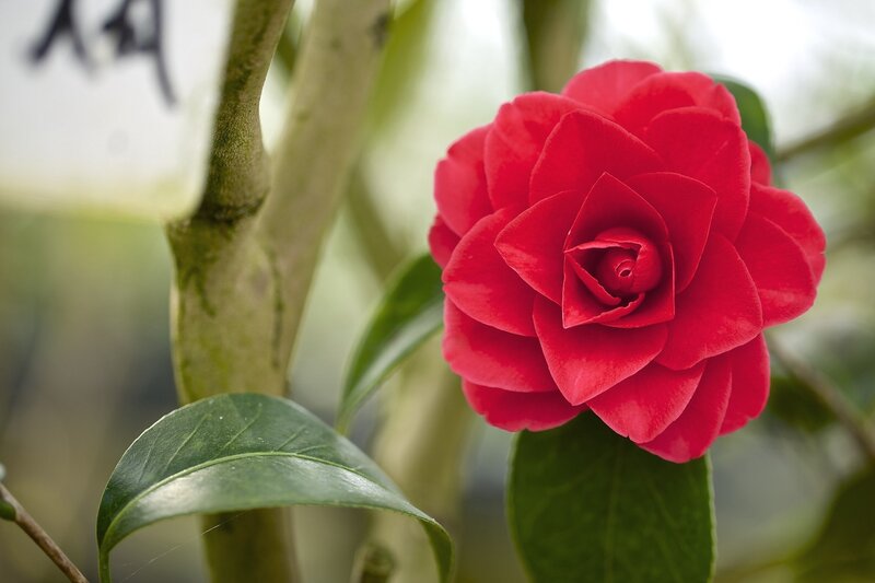 Red Camellia Flower — Serene, Photograph, Leaf