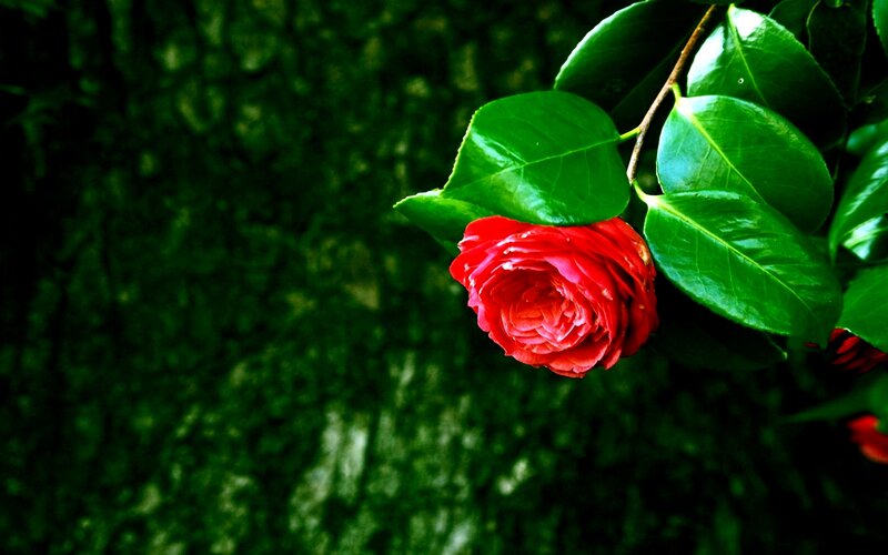 Red Camellia Flower — Serene, Photograph