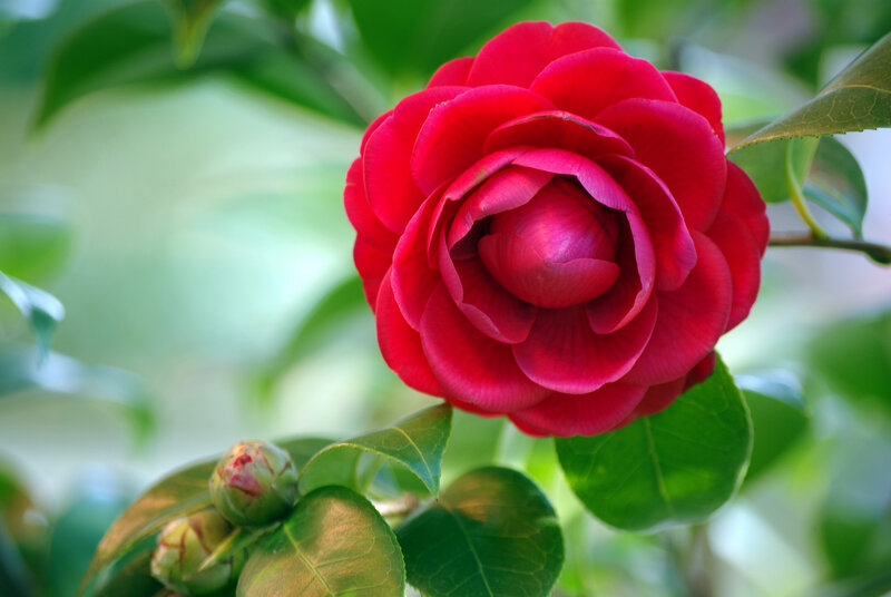 Red Camellia Flower — Serene, Spring, Photograph, Buds
