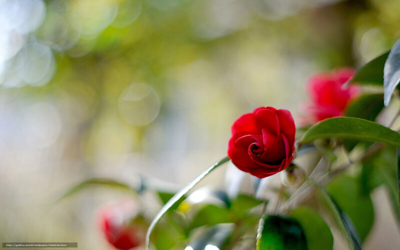 Red Camellia Flower — Serene, Spring, Photograph, Green Leaves, Blossom