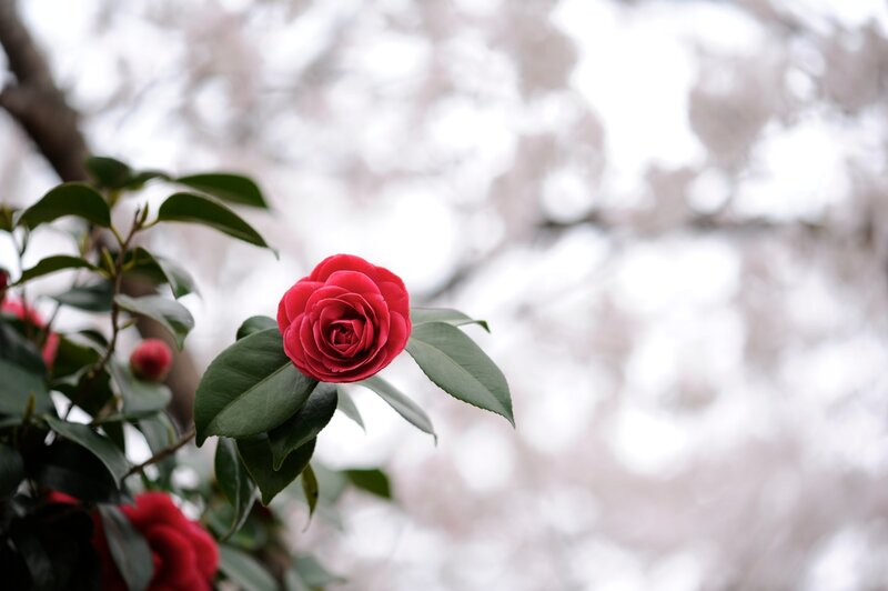 Red Camellia Flower — Serene, Spring, Photograph, Green Leaves, Blossoms, Tree Branches