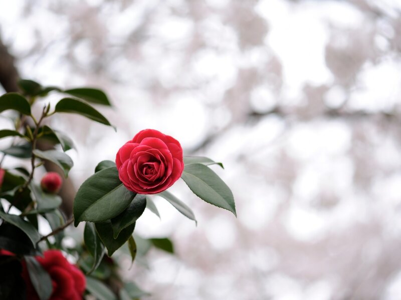 Red Camellia Flower — Serene, Spring, Photograph, Green Leaves, Cherry Blossoms