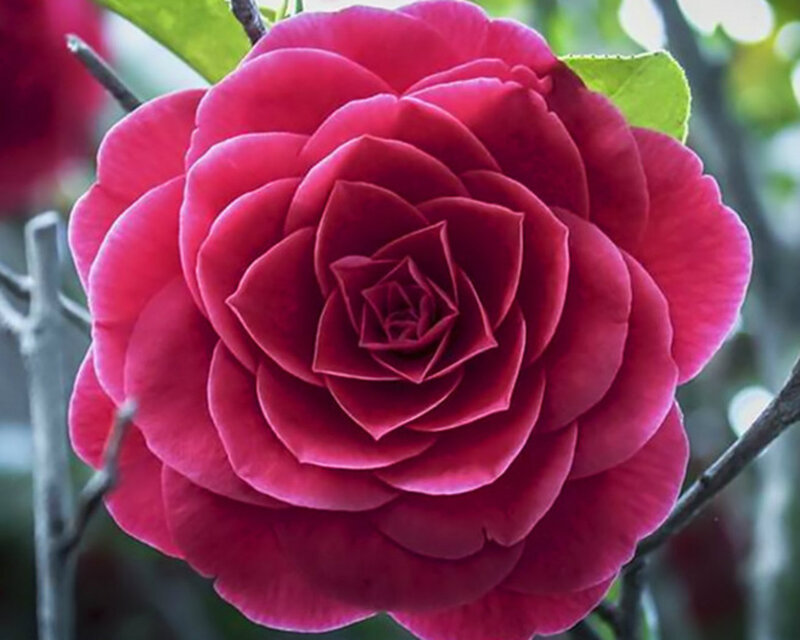 Red Camellia Flower — Serene, Spring, Photograph, Leaf