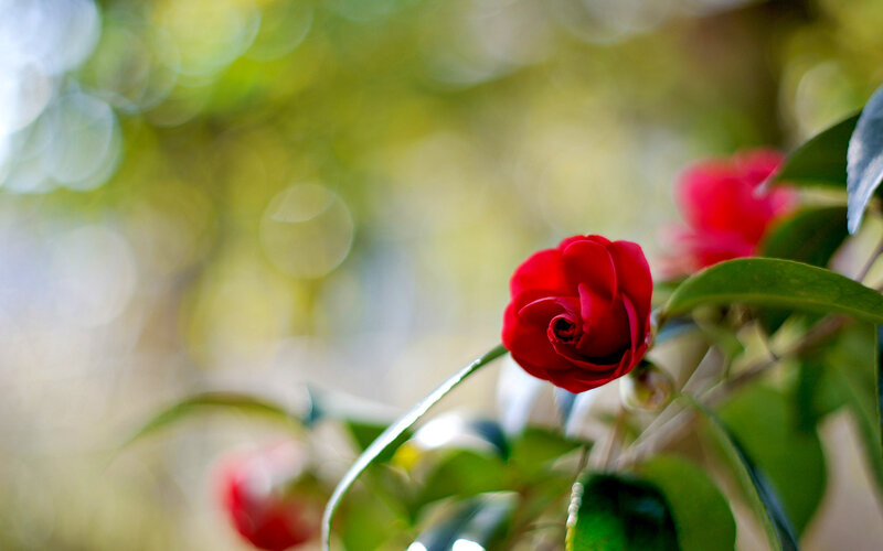 Red Camellia Flower — Serene, Spring, Photograph
