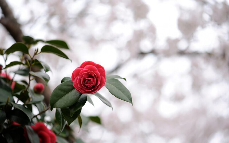 Red Camellia Flower — Serene, Spring