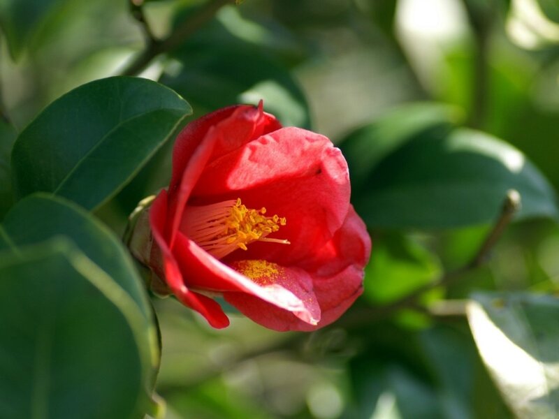 Red Camellia Flower — Serene