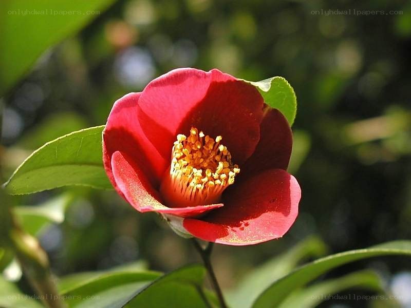 red camellia flower