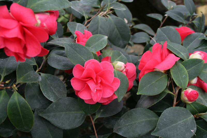 Red Camellia Flowers — Calm, Photograph, Green Leaves