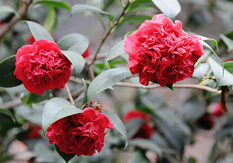 Red Camellia Flowers — Calm, Photograph