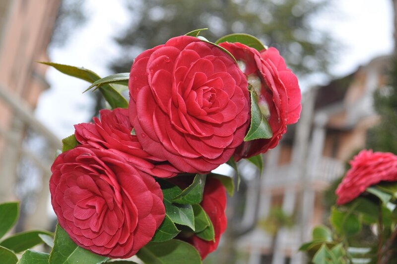 Red Camellia Flowers — Calm, Spring