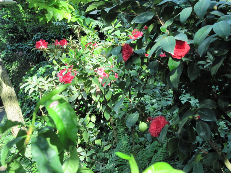 Red Camellia Flowers — Green