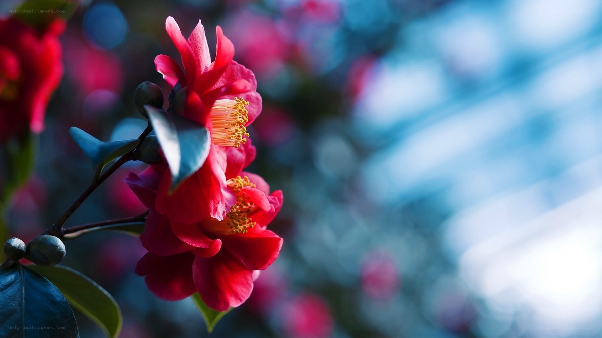 Red camellia flowers in bloom