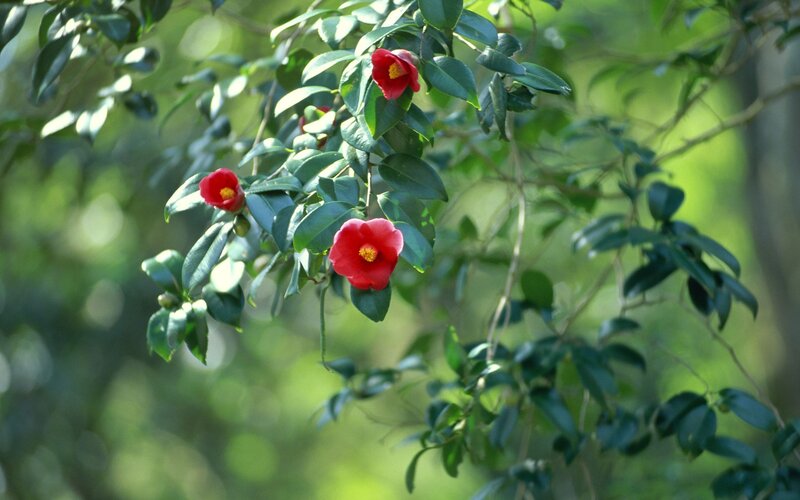 Red camellia flowers on a branch