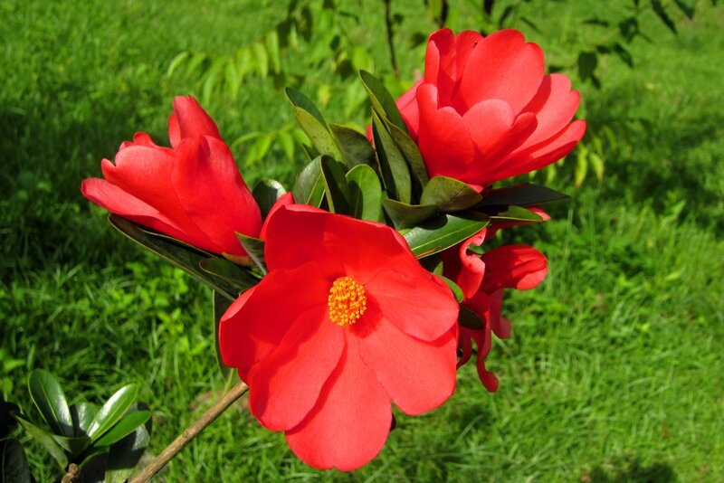 Red Camellia Flowers — Serene, Afternoon