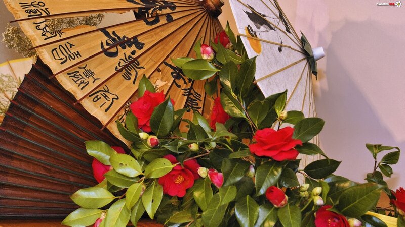 Red Camellia Flowers — Serene, Photograph