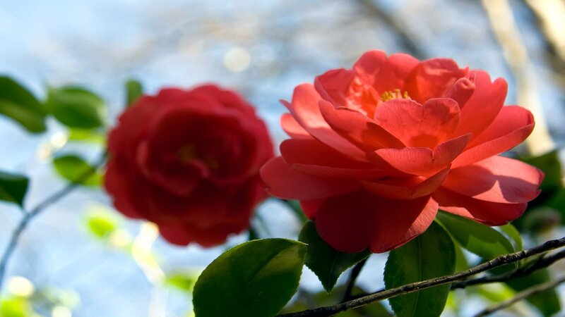 Red Camellia Flowers — Serene, Spring, Photograph