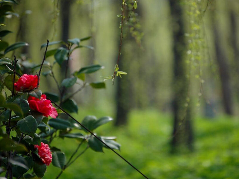 Red Camellia Flowers — Serene, Spring
