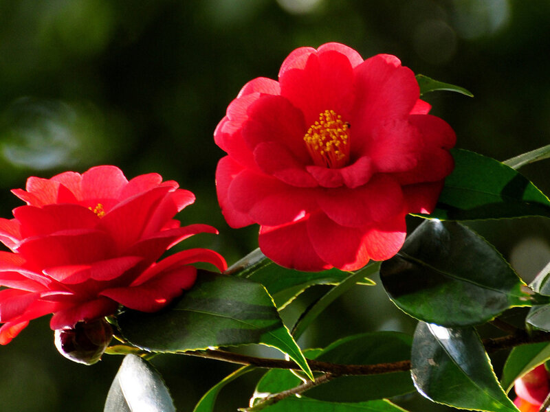Red Camellia Flowers — Serene