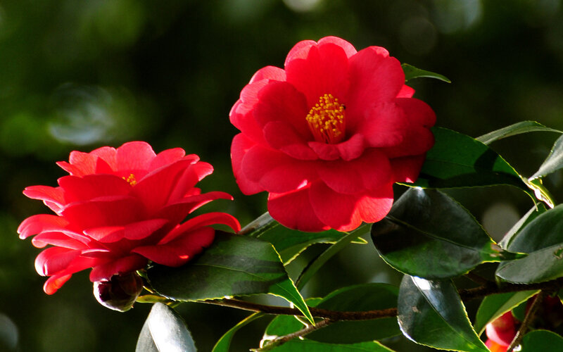 Red Camellia Flowers