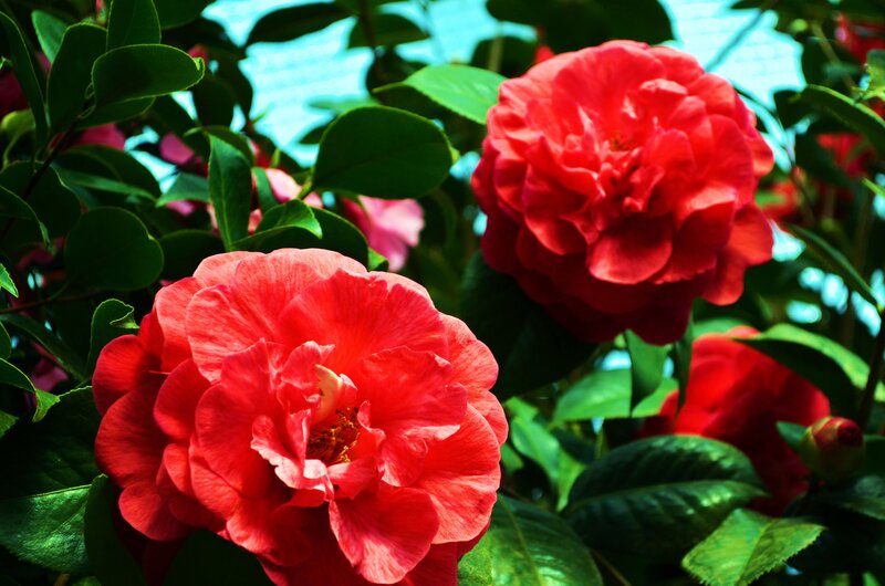Red Camellia Flowers — Vibrant, Afternoon
