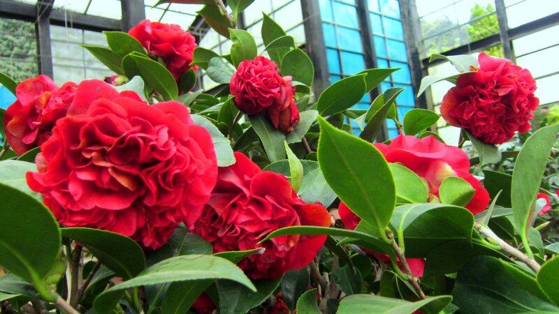 Red Camellia Flowers — Vibrant