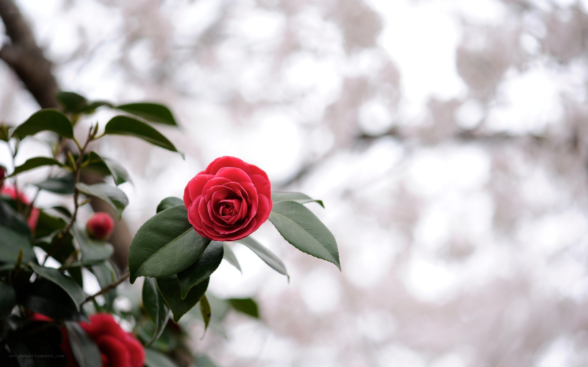 Red camellia in bloom