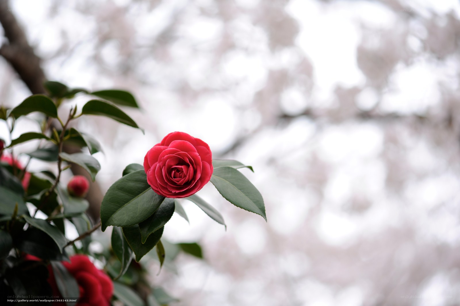 Red camellia in bloom