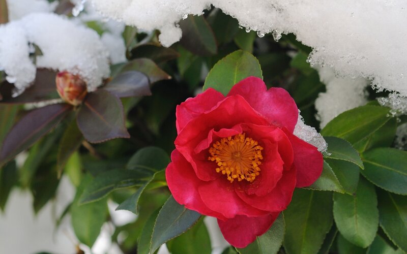 Red camellia in snow