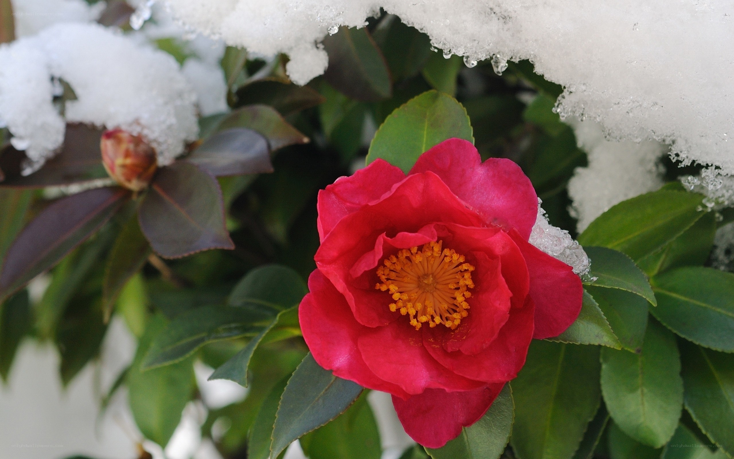 Red camellia in snow