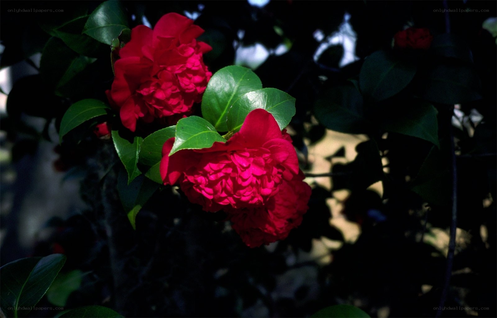 Red camellias in shadow