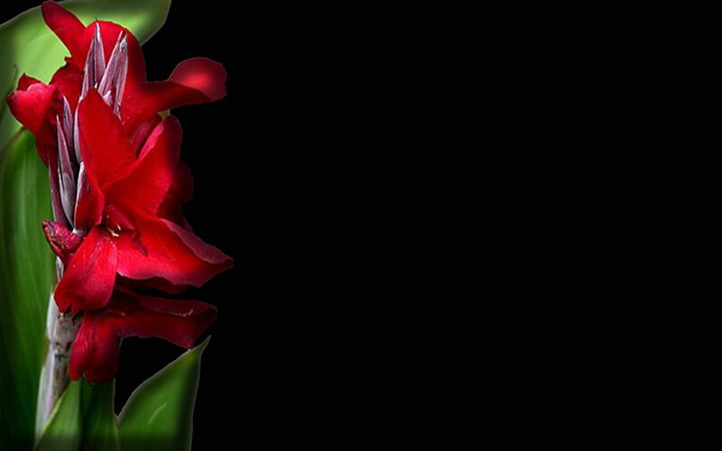 Red Canna Flower — Dramatic