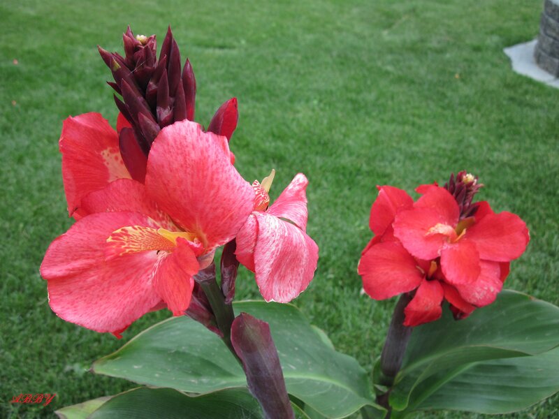 Red Canna Lilies — Calm