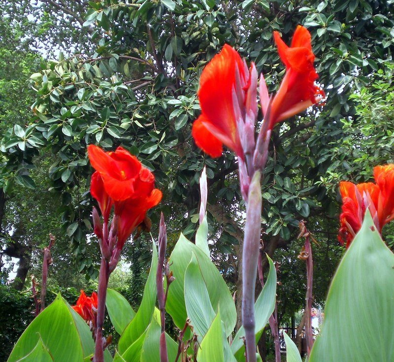 Red canna lilies in a garden