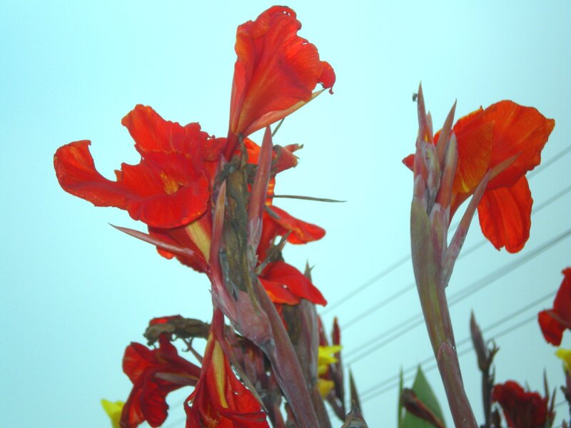 Red canna lilies in bloom