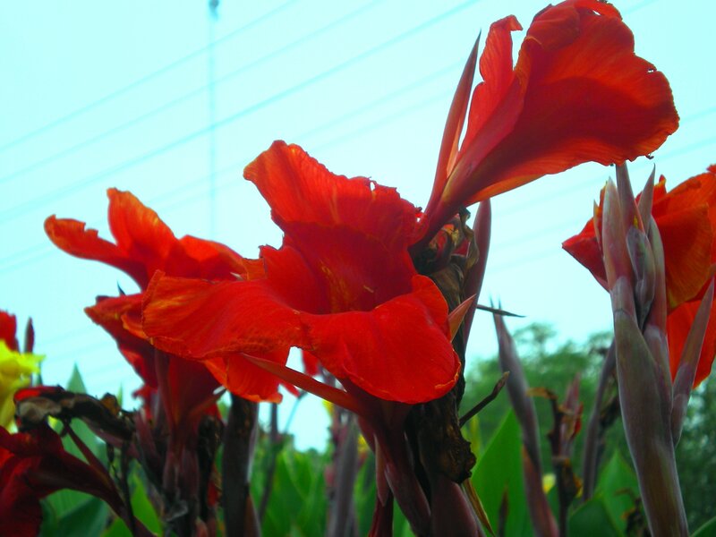 Red canna lilies in bloom