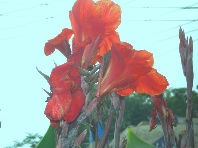 Red canna lilies in bloom