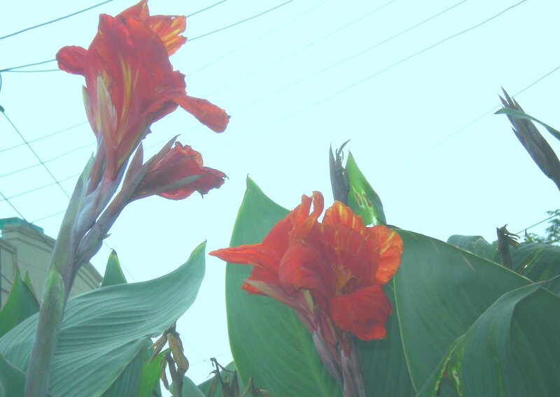 Red canna lilies in garden