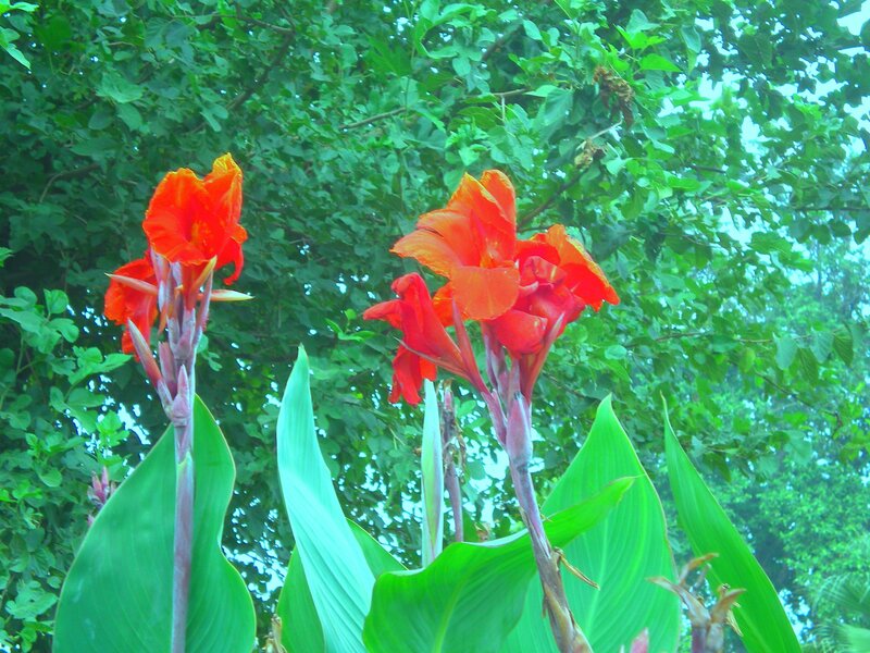 Red canna lilies in garden