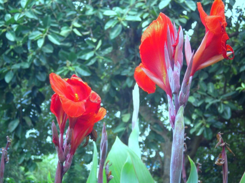 Red canna lilies in garden
