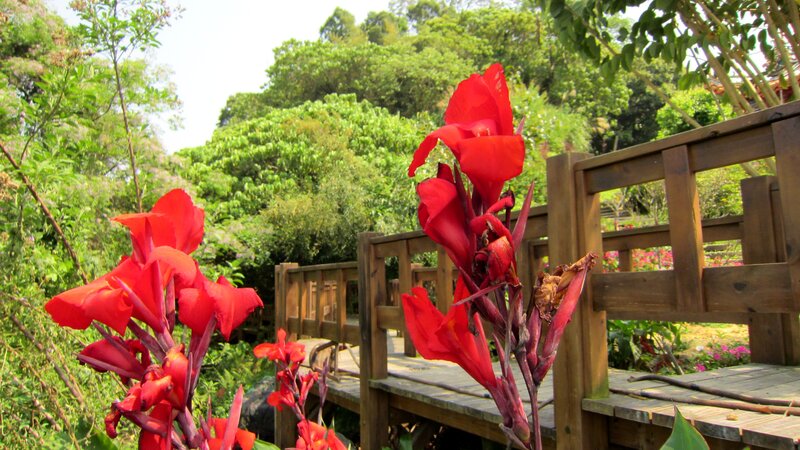 Red Canna Lilies