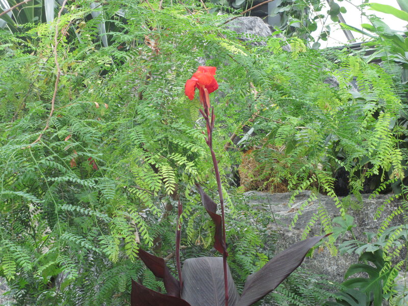Red Canna Lily Flower — Natural