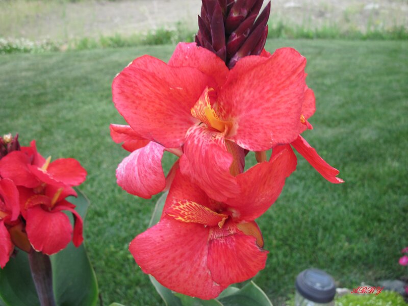 Red Canna Lily Flower — Serene, Afternoon
