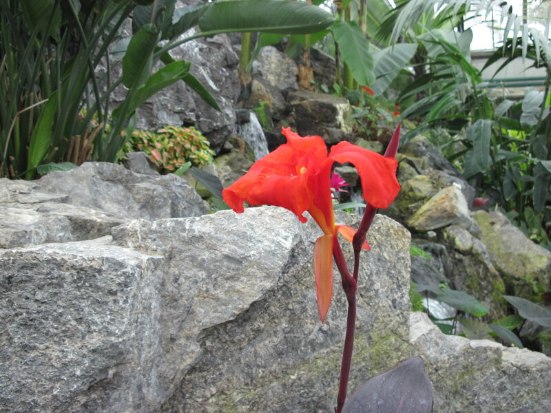 Red Canna Lily Flower — Serene, Photograph