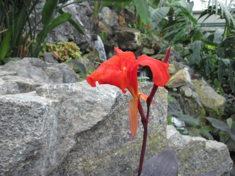 Red Canna Lily Flower — Serene
