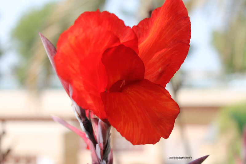 Red Canna Lily Flower