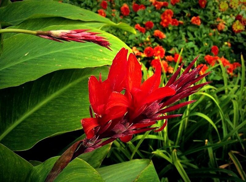 Red canna lily in garden